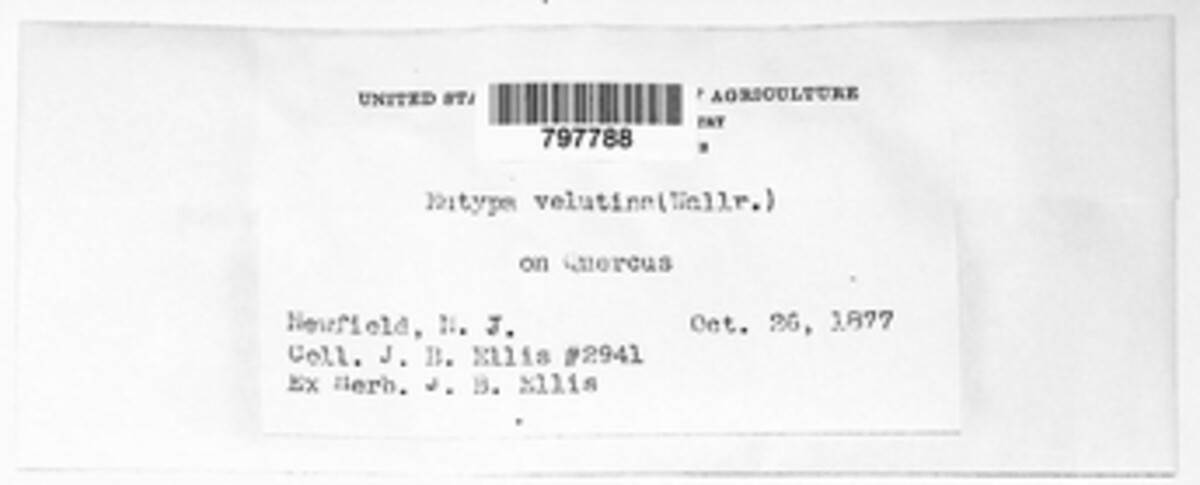 Eutypa velutina image
